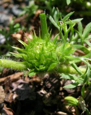 Fotografia 8 da espécie Soliva sessilis no Jardim Botânico UTAD