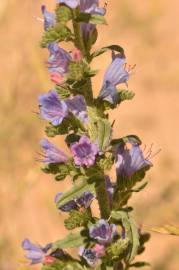 Fotografia da espécie Echium gaditanum