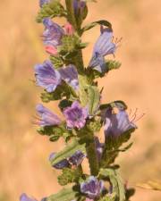 Fotografia da espécie Echium gaditanum