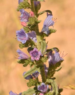 Fotografia 1 da espécie Echium gaditanum no Jardim Botânico UTAD