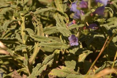 Fotografia da espécie Echium gaditanum