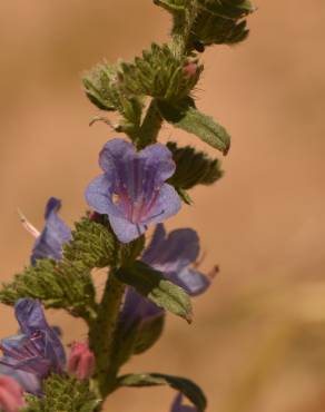 Fotografia 3 da espécie Echium gaditanum no Jardim Botânico UTAD