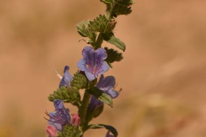 Fotografia da espécie Echium gaditanum