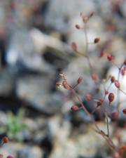 Fotografia da espécie Hornungia procumbens