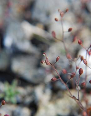 Fotografia 1 da espécie Hornungia procumbens no Jardim Botânico UTAD