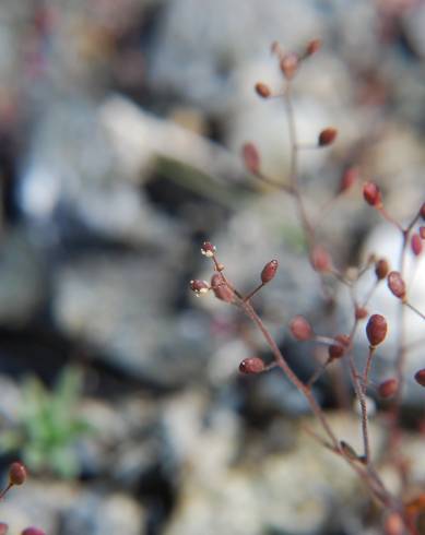 Fotografia de capa Hornungia procumbens - do Jardim Botânico