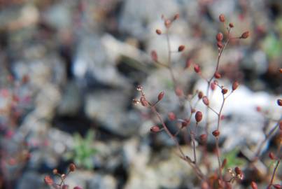 Fotografia da espécie Hornungia procumbens