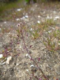 Fotografia da espécie Hornungia procumbens