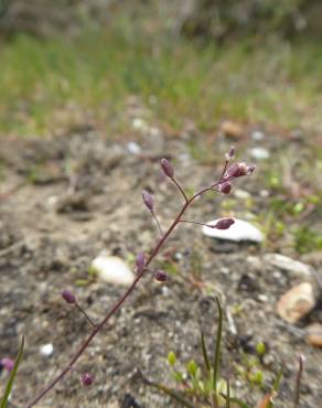 Fotografia 5 da espécie Hornungia procumbens no Jardim Botânico UTAD