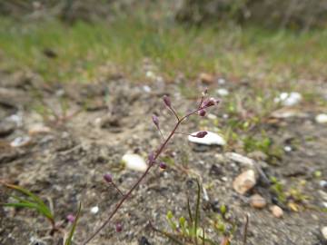 Fotografia da espécie Hornungia procumbens