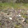 Fotografia 5 da espécie Hornungia procumbens do Jardim Botânico UTAD