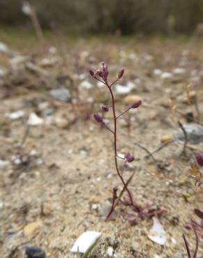 Fotografia 6 da espécie Hornungia procumbens no Jardim Botânico UTAD