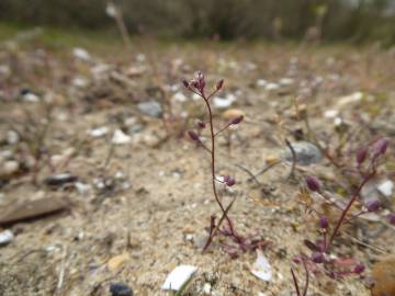 Fotografia da espécie Hornungia procumbens