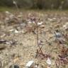 Fotografia 6 da espécie Hornungia procumbens do Jardim Botânico UTAD