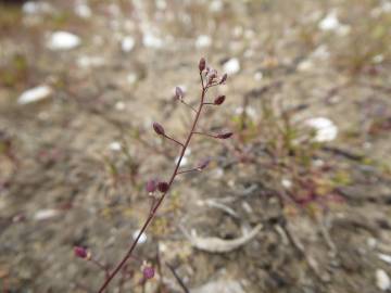 Fotografia da espécie Hornungia procumbens