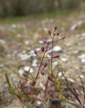 Fotografia 8 da espécie Hornungia procumbens no Jardim Botânico UTAD