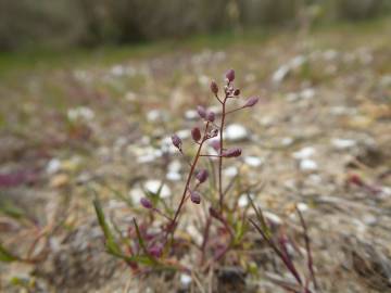 Fotografia da espécie Hornungia procumbens