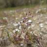 Fotografia 8 da espécie Hornungia procumbens do Jardim Botânico UTAD