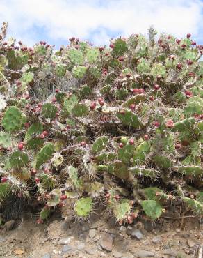 Fotografia 1 da espécie Opuntia dillenii no Jardim Botânico UTAD