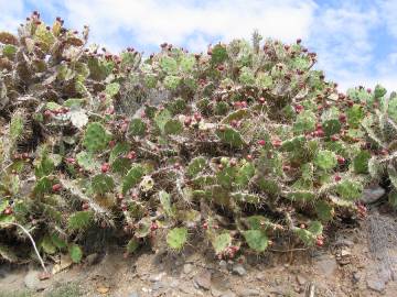 Fotografia da espécie Opuntia dillenii