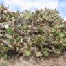 Fotografia 1 da espécie Opuntia dillenii do Jardim Botânico UTAD