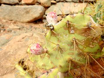 Fotografia da espécie Opuntia dillenii