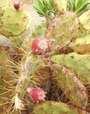 Fotografia 3 da espécie Opuntia dillenii no Jardim Botânico UTAD