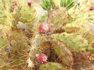 Fotografia da espécie Opuntia dillenii