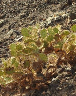 Fotografia 4 da espécie Opuntia dillenii no Jardim Botânico UTAD