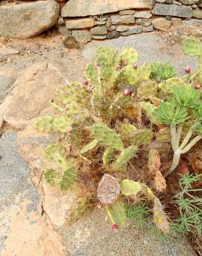 Fotografia 5 da espécie Opuntia dillenii no Jardim Botânico UTAD