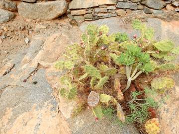 Fotografia da espécie Opuntia dillenii