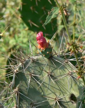 Fotografia 6 da espécie Opuntia dillenii no Jardim Botânico UTAD