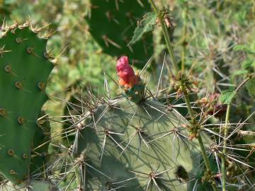 Fotografia da espécie Opuntia dillenii