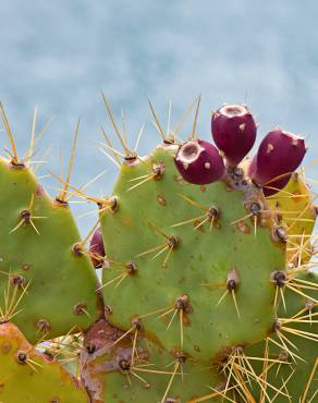 Fotografia 7 da espécie Opuntia dillenii no Jardim Botânico UTAD