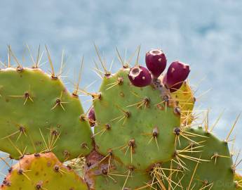 Fotografia da espécie Opuntia dillenii