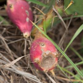 Fotografia da espécie Opuntia dillenii