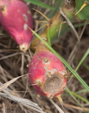 Fotografia 8 da espécie Opuntia dillenii no Jardim Botânico UTAD