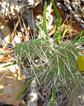 Fotografia 9 da espécie Opuntia dillenii no Jardim Botânico UTAD