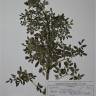 Fotografia de herbário 1 da espécie Ruta angustifolia no Jardim Botânico UTAD