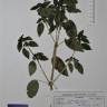 Fotografia de herbário 1 da espécie Mercurialis perennis no Jardim Botânico UTAD