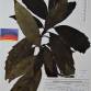Fotografia 1 de herbário da espécie Aucuba japonica no Jardim Botânico UTAD
