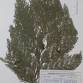 Fotografia 1 de herbário da espécie Chamaecyparis lawsoniana no Jardim Botânico UTAD