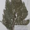 Fotografia de herbário 1 da espécie Chamaecyparis lawsoniana no Jardim Botânico UTAD
