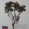 Fotografia de herbário 1 da espécie Viburnum tinus no Jardim Botânico UTAD