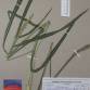Fotografia 3 de herbário da espécie Echinochloa crus-galli no Jardim Botânico UTAD