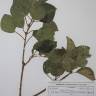 Fotografia de herbário 1 da espécie Hedera hibernica no Jardim Botânico UTAD