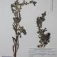 Fotografia 1 de herbário da espécie Anchusa undulata no Jardim Botânico UTAD