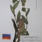 Fotografia 1 de herbário da espécie Pulmonaria longifolia no Jardim Botânico UTAD