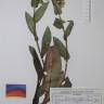 Fotografia de herbário 1 da espécie Pulmonaria longifolia no Jardim Botânico UTAD