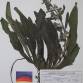 Fotografia 1 de herbário da espécie Echium vulgare no Jardim Botânico UTAD